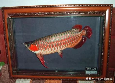 龍魚死了怎麼處理